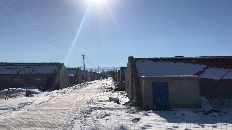 There are many skills for growing flowers in plastic greenhouses There are many skills for growing flowers in plastic greenhouses