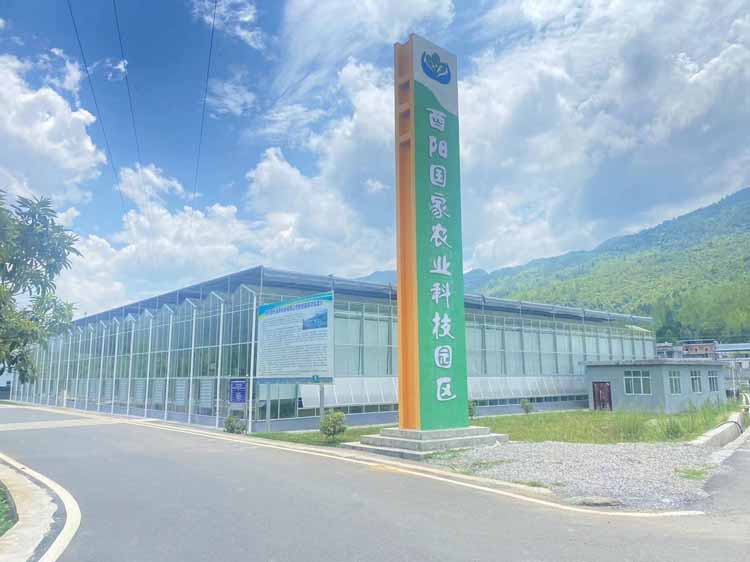 How much do you know about vegetable premature aging in greenhouse vegetables How much do you know about vegetable premature aging in greenhouse vegetables